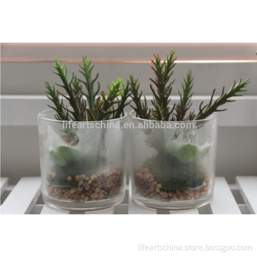 succulent plants, mini plant, grass pot series # 8